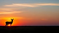 Deer silhouette standing on horizon against dramatic orange sunset sky with clouds. Wildlife nature scene for outdoor adventure and hunting themes.