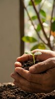 Cupped hands protecting small green seedling sprouting from rich soil with natural sunlight and blurred foliage background for environmental concepts.