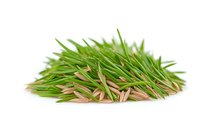 Fresh wheatgrass sprouts isolated on white background, raw organic microgreens for healthy juice and smoothie preparation, natural food supplement.
