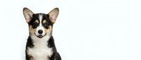 Adorable tricolor Corgi puppy with black, brown and white fur sitting against clean white background, isolated for easy design integration.