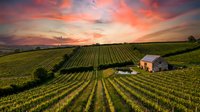 Aerial view of vineyard rows at sunset with farmhouse nestled among grapevines, golden hour landscape for agriculture and wine industry themes.
