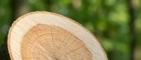 Fresh cut tree trunk cross-section showing natural wood grain rings and texture against blurred green forest background for lumber industry concepts.