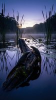 Serene lake at dawn with fallen log and cattails creating peaceful reflection in misty morning light for nature photography and meditation concepts.