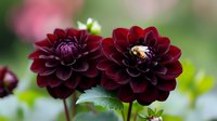 Deep red dahlia flowers with bee pollinating bloom, lush green foliage and soft blurred background, suitable for gardening, nature and floral design projects.