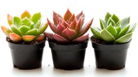 Three colorful succulent plants in small black plastic pots arranged in row on white background, featuring green and burgundy rosette shapes with water droplets.