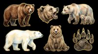 Watercolor bear clipart set with grizzly, polar bear, cub, and paw print, isolated on transparent background. Ready for stickers, t-shirt design, and print on demand.