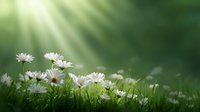 White daisies growing in green grass with magical sunbeams shining through creating dreamy atmosphere, soft focus nature background for spring designs.