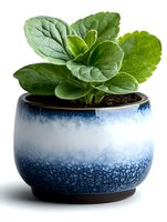 Fresh green plant with textured leaves growing in stylish blue and white ceramic pot with gradient glaze pattern against white background.