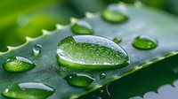 Crystal clear water drops on fresh green aloe vera leaf surface in macro photography showing natural moisture and plant texture details.