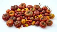 Colorful heirloom tomatoes variety collection featuring red, yellow, orange and striped organic vegetables isolated on white background for cooking designs.