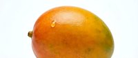 Ripe mango with orange and yellow gradient skin isolated on white background, ready for food and beverage design projects.