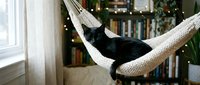 Black cat relaxing in white hammock indoors with cozy home interior, Christmas decorations, and bookshelf in background for lifestyle and pet content.