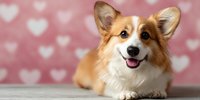 Smiling Welsh Corgi dog lying on floor against pink background with white heart pattern, perfect for pet care, animal love concepts.