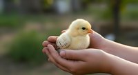 Young child holding a fluffy yellow chick in cupped hands outdoors, symbolizing care, nurturing, and new life for educational and agricultural content.
