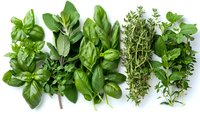 Fresh aromatic herbs arranged in rows on white background including basil, sage, thyme and oregano leaves. Culinary ingredients for Mediterranean cooking.