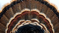 Close-up of wild turkey tail feathers displaying intricate patterns of black, brown, and copper tones with detailed barring and iridescent sheen, suitable for nature and wildlife design projects.