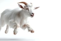 Young white goat kid jumping and playing on isolated background, showing playful expression and dynamic movement. Suitable for agriculture and farm concepts.