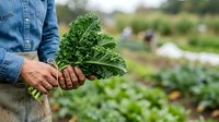 Farmer holding fresh kale leaf in vegetable garden field, organic farming and sustainable agriculture concept for food production and harvest.