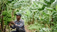 Male farmer of South Asian descent harvesting fresh banana bunches in tropical plantation, wearing cap and checkered shirt for agricultural work and farming industry use.