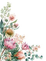 Watercolor corner arrangement with native Australian flowers including pink protea, eucalyptus leaves and delicate botanical elements on white background. Isolated design element.