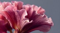 Pink carnation flower with ruffled petals in soft focus macro photography on neutral background for floral design and botanical decoration projects.