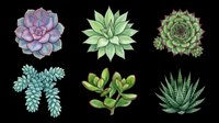 Six hand-drawn succulents isolated on transparent background, ready for stickers, t-shirt design, print on demand, sublimation, and clipart projects.