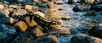 Spotted salamander with yellow markings resting on wet rocks near flowing stream water in natural habitat during golden hour lighting.