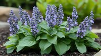 Purple flowering hosta plant with tall lavender flower spikes blooming in garden bed with green foliage for landscaping and perennial garden design.