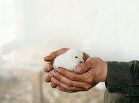 Hands holding white rabbit in outdoor setting, gentle animal care and wildlife interaction for nature, pet, and lifestyle content.