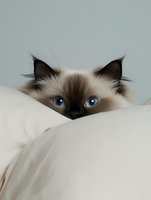 Curious Ragdoll cat with striking blue eyes peeking over white bedding, creating playful and mysterious mood. Close-up portrait shows dark pointed ears and facial markings.