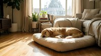 Golden retriever dog sleeping peacefully on a cozy pet bed in a bright, sunlit living room with warm natural light and plants.
