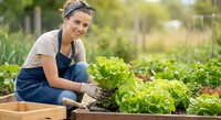 Young woman gardener in apron tending fresh lettuce in raised garden bed. Organic farming and sustainable agriculture concept for healthy lifestyle.