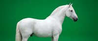 Majestic white horse standing in profile against vibrant green background, showcasing elegant equine form and graceful posture for commercial design projects.