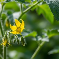 Bright yellow tomato flower blooming on green plant stem with fuzzy buds and lush foliage background for gardening and agriculture content.