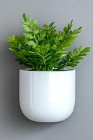 Fresh green fern leaves growing in modern white ceramic wall-mounted planter against gray background, minimalist home decor and indoor gardening design.
