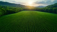 Aerial view of lush green agricultural field surrounded by forest at sunset, with sunbeams breaking through clouds creating dramatic lighting over cultivated rows.