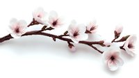 Delicate pink cherry blossoms branch with soft petals on white background, spring flowering twig isolated for decorative design and seasonal artwork.