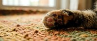 Close-up of cat paw on carpet, showing fur and claws. Suitable for pet care, veterinary, and animal-related content.