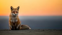 Red fox sitting on ground during golden hour sunset with warm orange sky background creating peaceful wildlife scene.