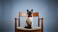 Siamese cat with seal point coloring and red bow tie sitting on wooden chair against blue studio background for pet portraits and animal photography.