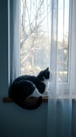 Domestic cat sitting on windowsill looking outside through glass window with soft natural light and blurred autumn trees in background for cozy home decor.