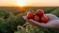 Fresh ripe cherry tomatoes in farmer's hand at sunset in agricultural field. Organic farming harvest concept for healthy eating and sustainable agriculture.