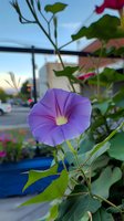 Purple morning glory flower blooming in urban garden setting with soft bokeh background and natural lighting creates peaceful natural atmosphere.