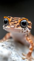 Close-up portrait of small gecko with large black eyes and orange spotted skin pattern on textured surface against dark background.