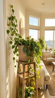Bright modern living room with lush green houseplants in woven baskets on wooden plant stand near large windows with natural sunlight streaming in.