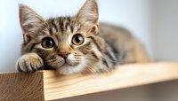 Curious tabby cat with big eyes resting chin on wooden shelf, looking up with playful expression against blurred background. Close up portrait shows detailed fur pattern.