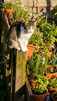 Tabby and white cat perched on wooden fence post in sunny garden surrounded by potted plants and flowers, outdoor pet portrait.
