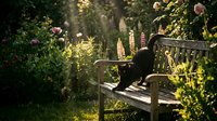Woman in dark clothing sitting on wooden bench in lush garden surrounded by blooming flowers and green foliage, enjoying peaceful outdoor moment.