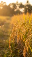 Golden rice ears swaying in warm sunset light with soft bokeh background creating peaceful agricultural scene for harvest season concepts.