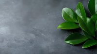 Fresh green leaves on dark gray concrete background with copy space, minimalist natural composition for wellness, spa and organic design.